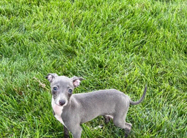 Beautiful Puppies &ndash; 1 Gorgeous Girl & 2 Handsome Boys