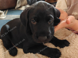 KC registered German Wirehaired Pointer puppies