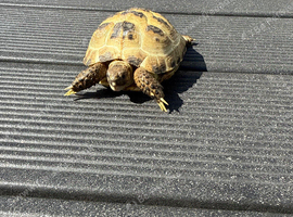Horsefields Tortoise juvenile 4 inches  and bigger