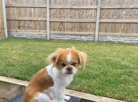 Japanese Chin Cross with a Shituz Male 13 Months Old