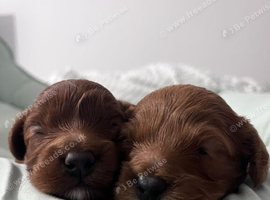Beautiful toy cavapoo's