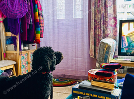 Gentle and loving poodle girl