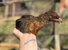 FRENCH Copper Black Maran Cockerels and MIX