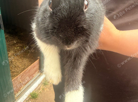 2 Buck Dutch Rabbits
