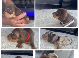 KC miniature dachund puppies