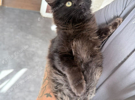 Grey Smoke Main coon cross kitten