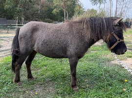 Beautiful blue dun mare
