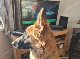 18 months old gsd