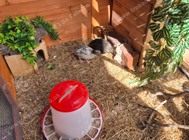 Quail pair and housing for sale