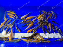 Koi Carp Pond Fish