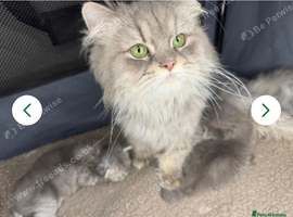 Adorable Persian babies