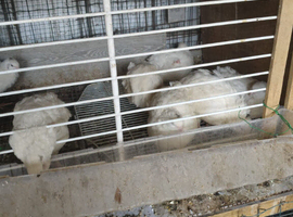 Selling beautiful quail ready to lay eggs