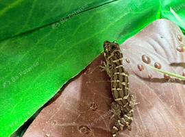 Viper Gecko at Birmingham Reptiles