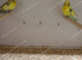 Breeding pair of budgies