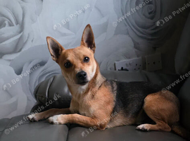 Jack russel