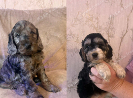Last 2 beautiful f1 cockapoo puppies