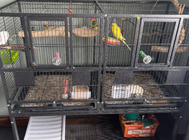Two budgies with cage
