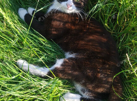 Friendly Male Kitten