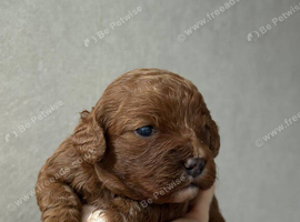 2 Adorable Puppies Looking for Loving Homes!