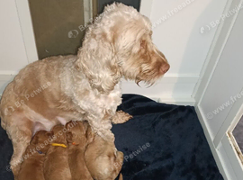 F1b cockapoo puppies for sale