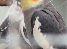 Grey male cockatiel