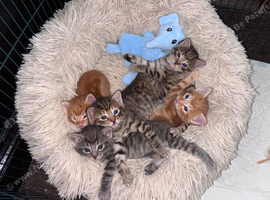 3 tabby girls one grey