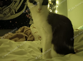 Half Ragdoll girl for Rehome