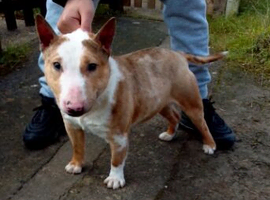 Merle English Bull Terrier stud