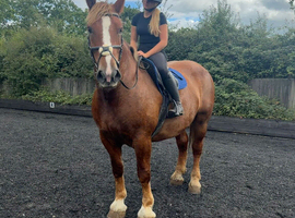 16.2h 6 year old French draught mare