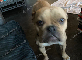 French bulldog