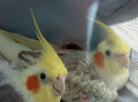 2 cockatiel