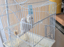 Baby budgies for sale