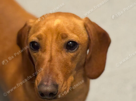 Beautiful 3\-Year\-Old Miniature Dachshund - Lola Looking for Her Forever Home