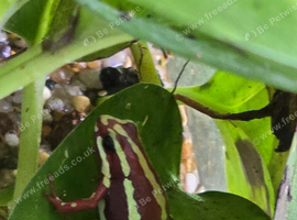 Santa Isabel dart frog.