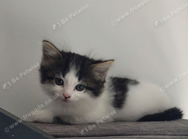 Lovely kitten ask for home