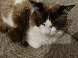 Ragdoll cat