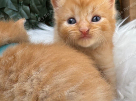 BEAUTIFUL GINGER AND GREY TABBY KITTENS TO RESERVE