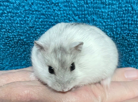 Baby Winter White Russian hamsters from show stock