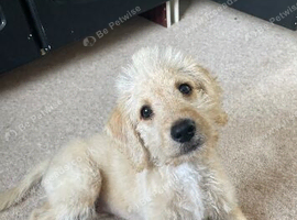 4 month old labradoodle puppy