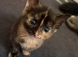 Gorgeous kittens