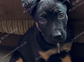 GSD Female Puppy