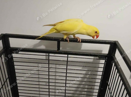 Ringneck parrot