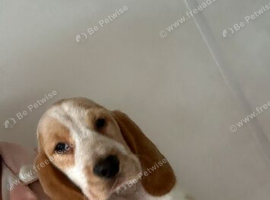 BEAGLIERS 2 LEFT FULLY VACCINATED