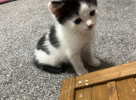 Adorable 7-Week-Old Kittens Looking for Forever Homes!