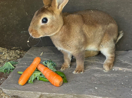 For Sale Therapy Rabbits