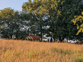 Two ponies for sale