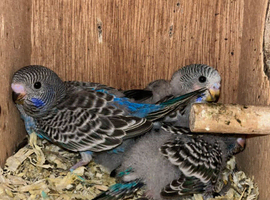 Blackface budgies