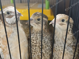 6 Female italian quail
