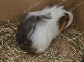 Female guinea pigs