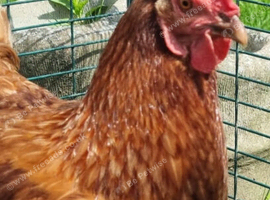 Laying Hens Chickens . Laying well. Wormed upto date